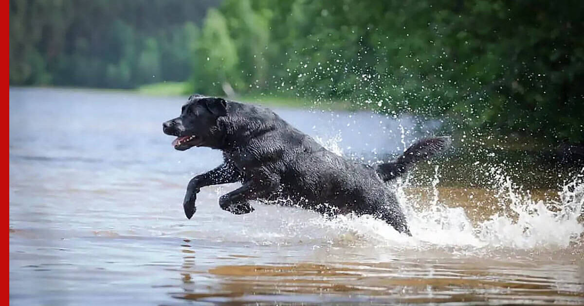 Собака прыгает в воду