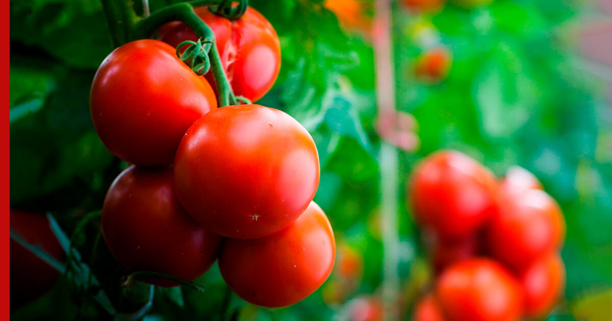 Получить хороший урожай помидор. Томат Аристократ f1. Дозариваем помидоры. Помидоры Турция. Аристократ томат сортовой.