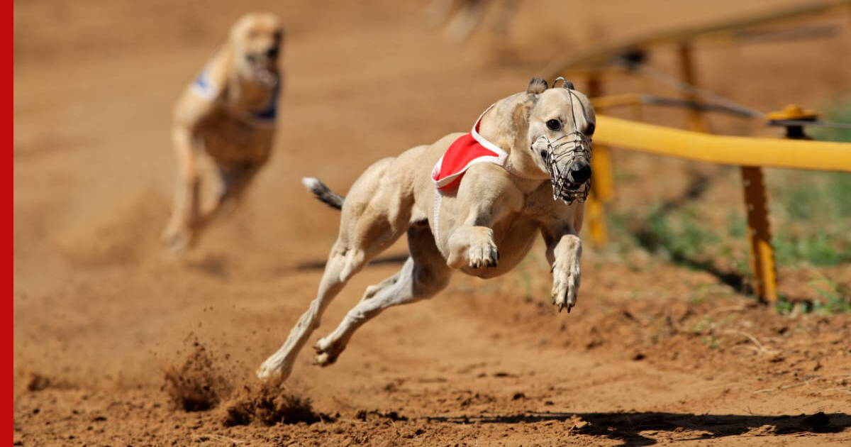 Какие породы собак считаются самыми быстрыми в мире?