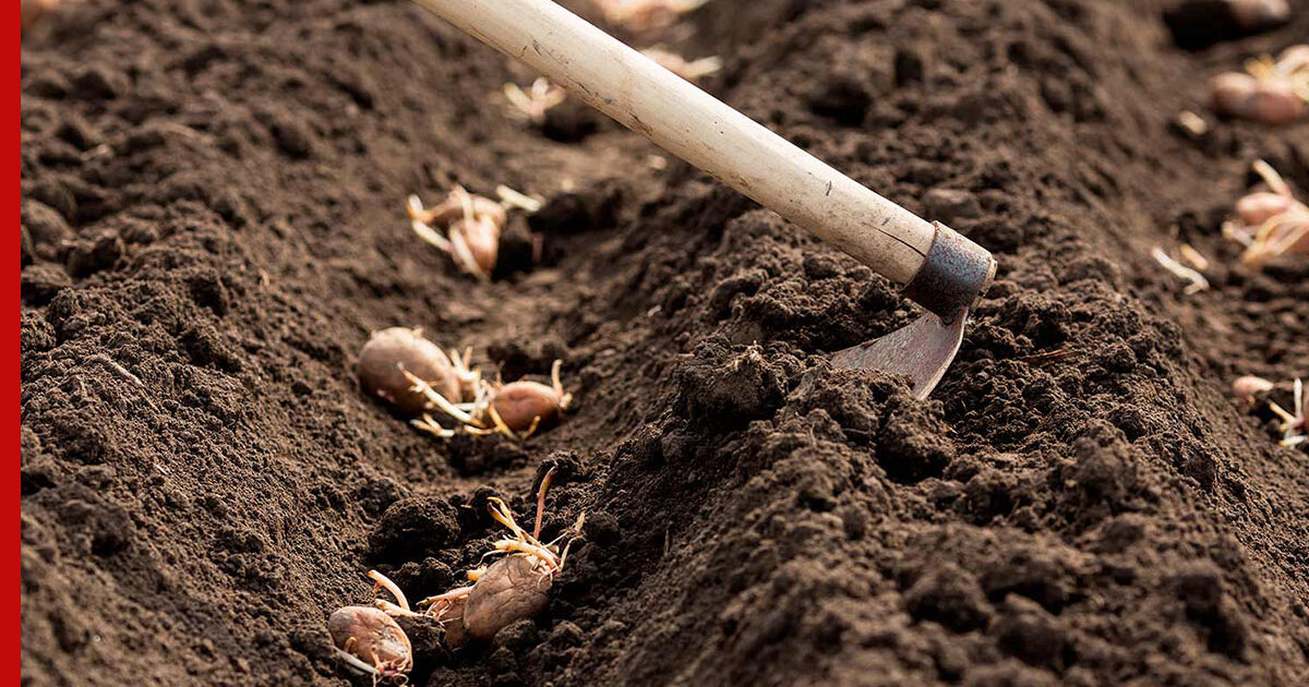 В какие дни недели сажать картофель. Посадка картофеля в мае. Приметы на посадку. Посадка картофеля под лопату. Садить картошку.