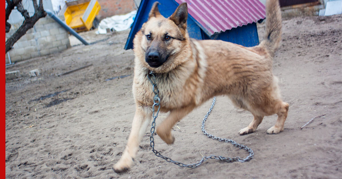 Четвероногий защитник: как подобрать цепь для сторожевой собаки