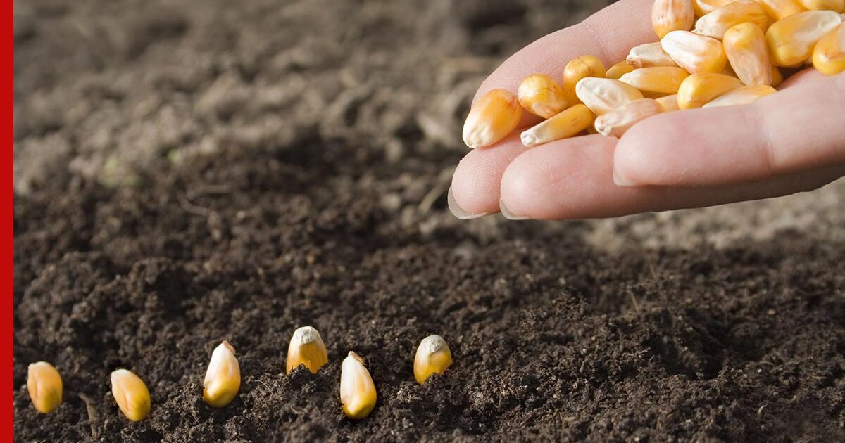 Как правильно сажать кукурузу на рассаду дома: советы, сроки посева, уход