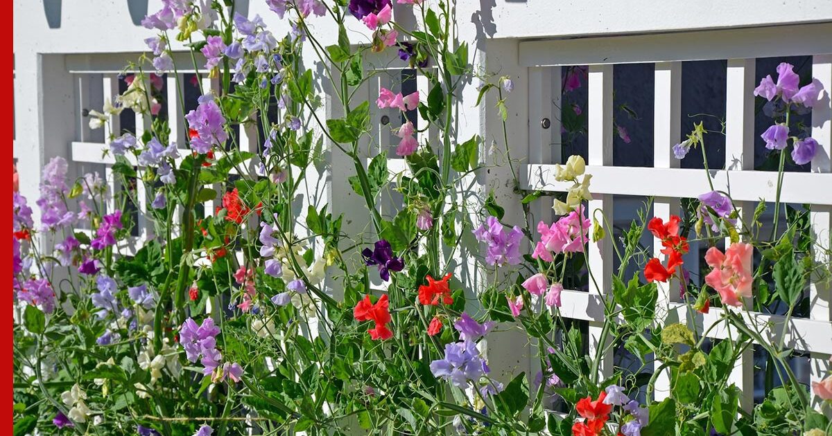 Выращивание душистого горошка многолетнего: посадка, уход и подкормки