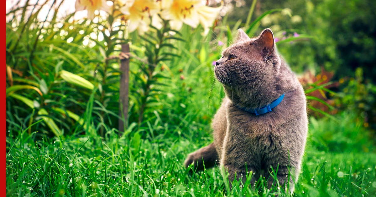 Как отвадить кошку от грядок: 5 несложных решений