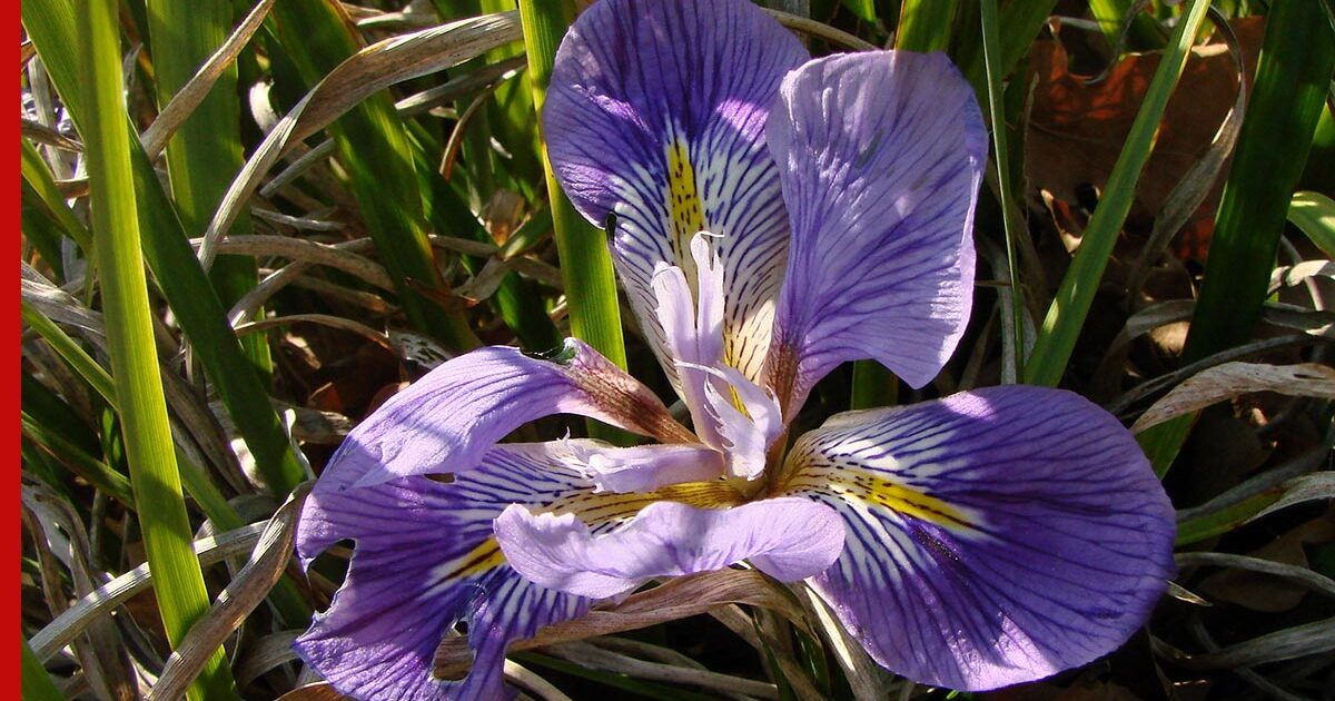 Iris Atropurpurea