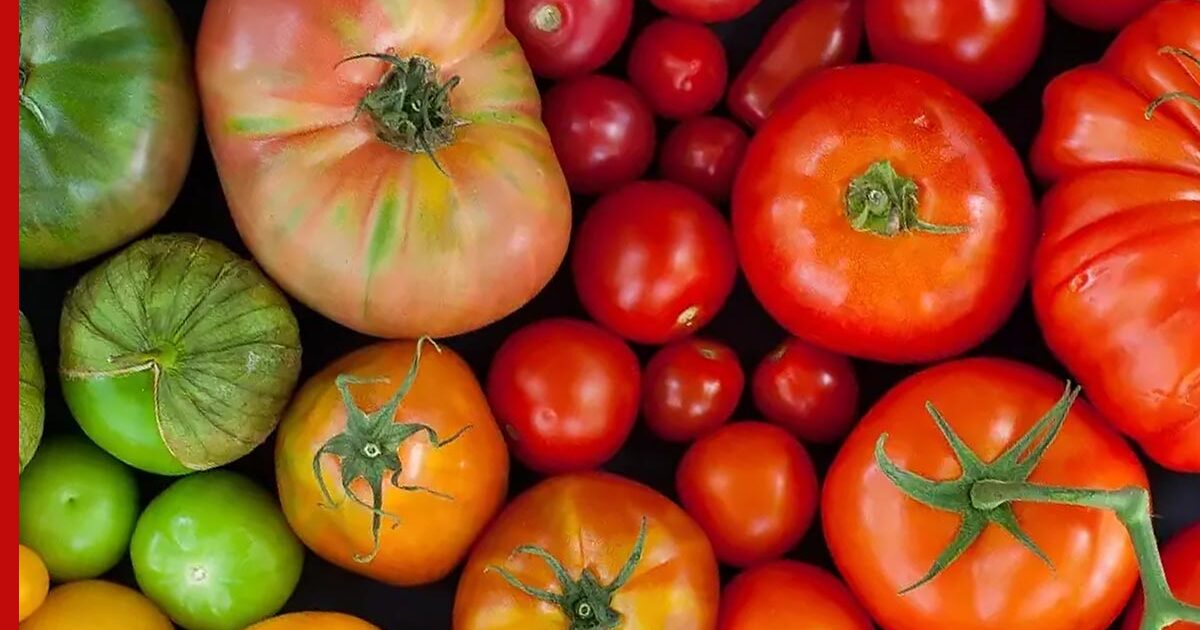 Я помидор. Этапы созревания томатов фото. Почему томаты не могут расти вместе. Почему помидоры красные