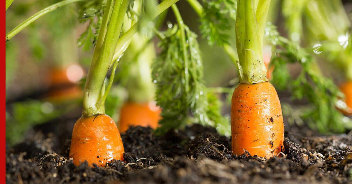 Последняя подкормка моркови в августе: после нее урожай будет крупным исладким