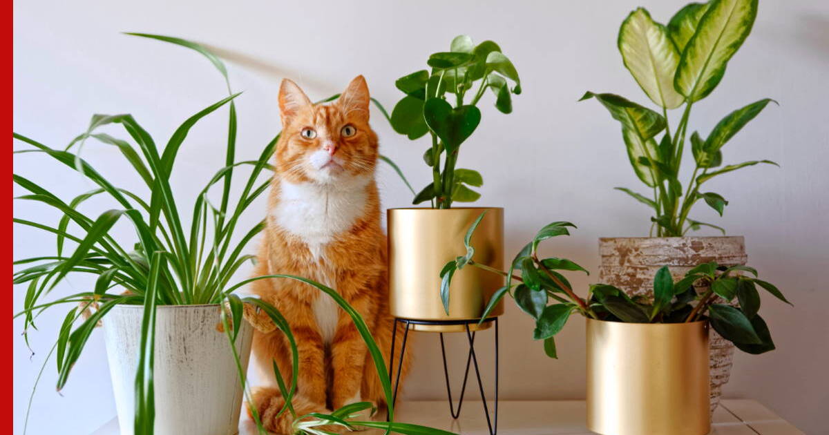 Растения и кошки: 7 правил совместной жизни
