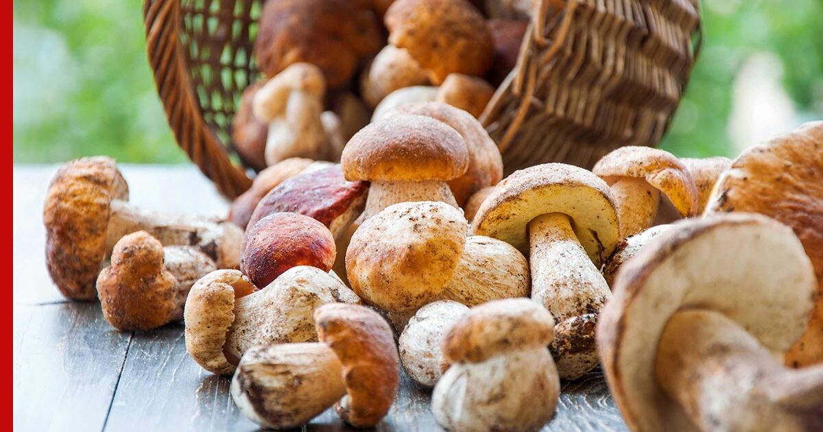 Как правильно собирать грибы и что делать с червивыми: советы миколога