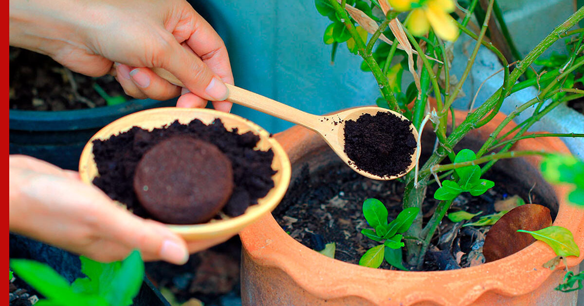 Домашние удобрения для комнатных растений: как и чем подкормить цветы ...