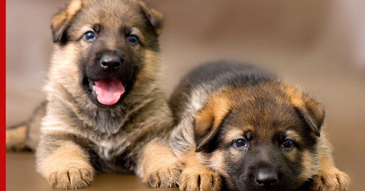 Как воспитать щенка немецкой овчарки: советы и рекомендации