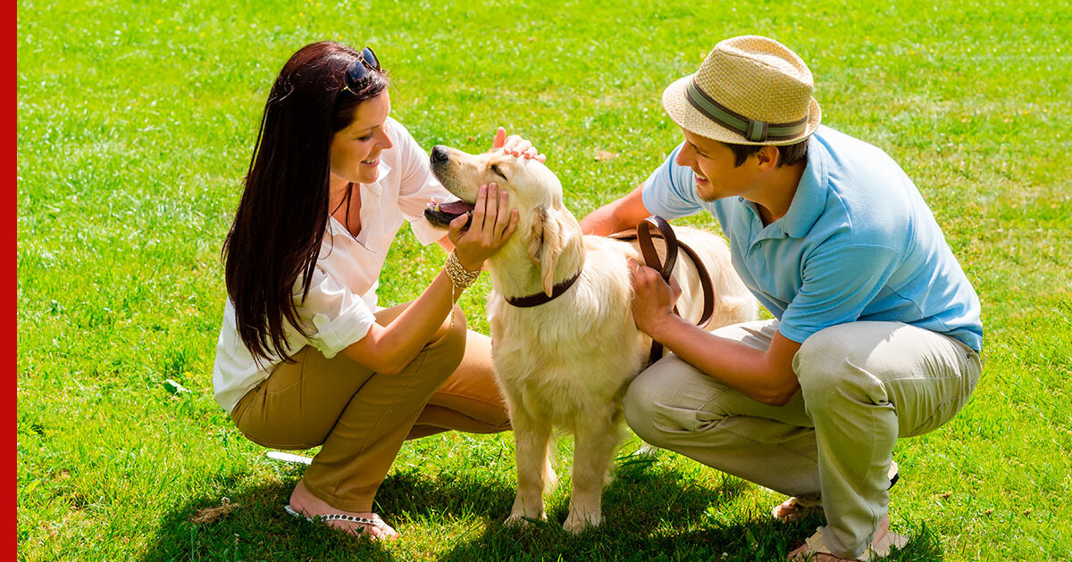 Кинолог назвал главные ошибки хозяев при уходе за собакой в жару