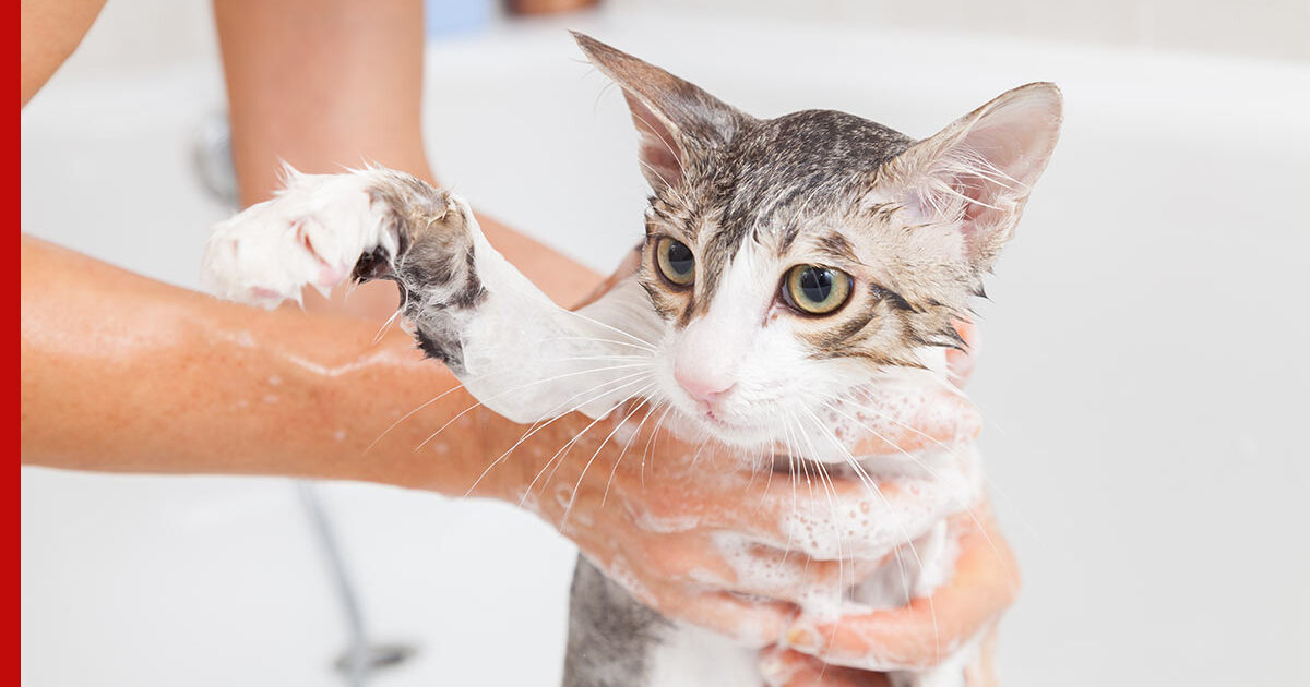 Сколько раз мыть кошку