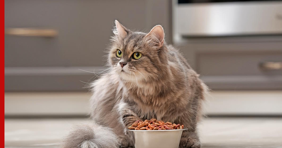 Ветеринар объяснил, как правильно кормить кошку