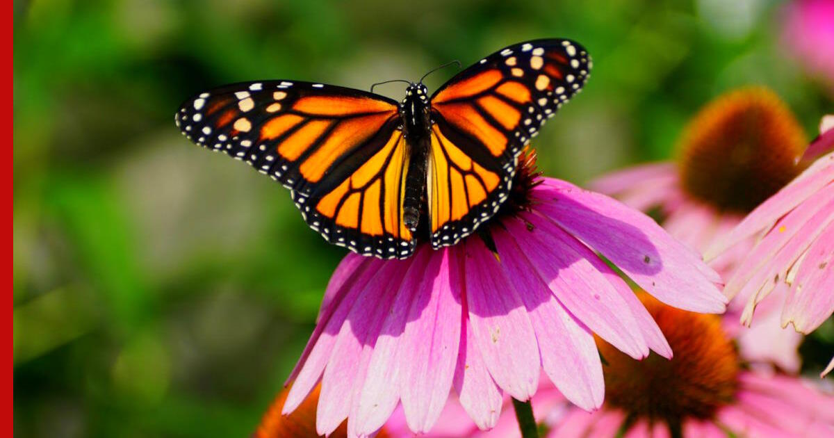 Fetching butterflies pixwox. Монарх. Fetching Butterflies модель. Fetching_Butterflies