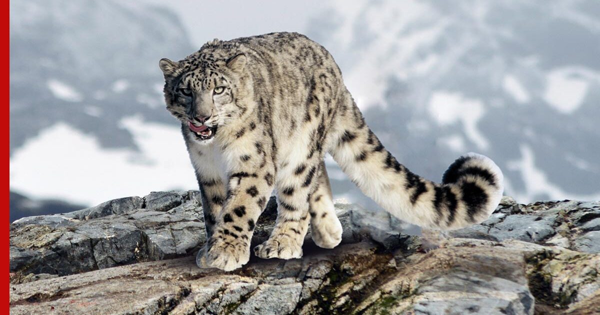 Следы снежного барса на снегу. Илбирс снежный барс. Снежный барс киргизия. Снежный барс и ак барс. Следы снежного барса на снегу.