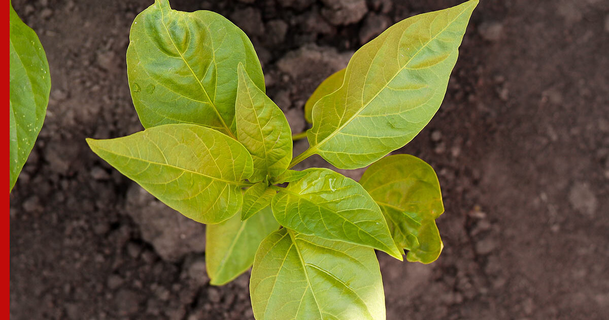 Почему перец пожелтел. Рассада перцев. Пожелтела рассада перца. Рассада перцев на белом фоне. Проблемы рассады перцев