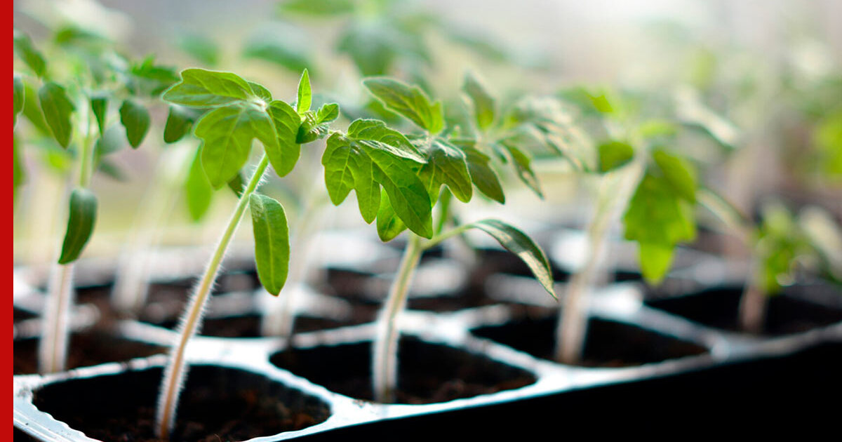 чем подкормить рассаду перца и помидор. полив рассады томатов перекисью водорода. полив рассады томатов перекисью. подкармливаем рассаду. удобрение томатов после пикировки.