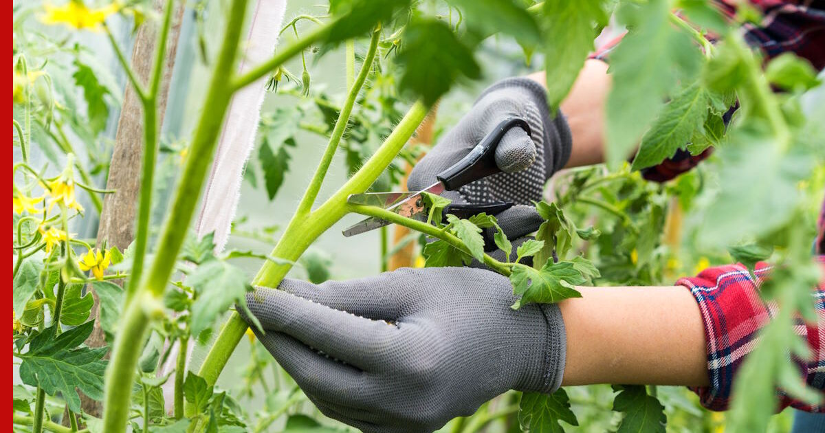 Скашиваем ботву клубники. Клубника после сбора урожая. Обрезка листьев у томатов. Клубника ремонтантная рассада. Обрезка клубники после сбора урожая в июле.