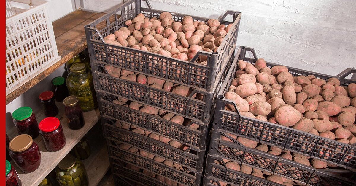 Хранение картошки в погребе. Хранение картошки в погребе. Сорт картофеля монсанто. Чем обработать картофель на хранение на зиму. Ящик для картофеля.