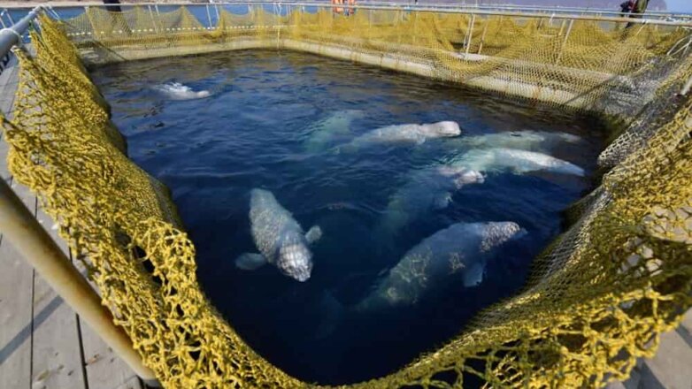 В Минприроды рассказали, где выпустят косаток из «китовой тюрьмы»