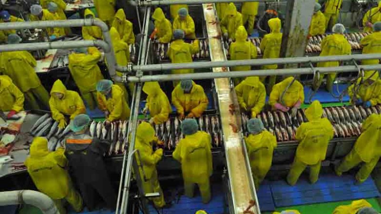 Исландские компании предоставят ДФО технологии рыбообработки