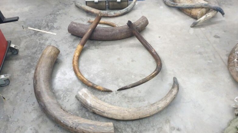 60 мешков с бивнями мамонта пытались вывести из России в Белоруссию