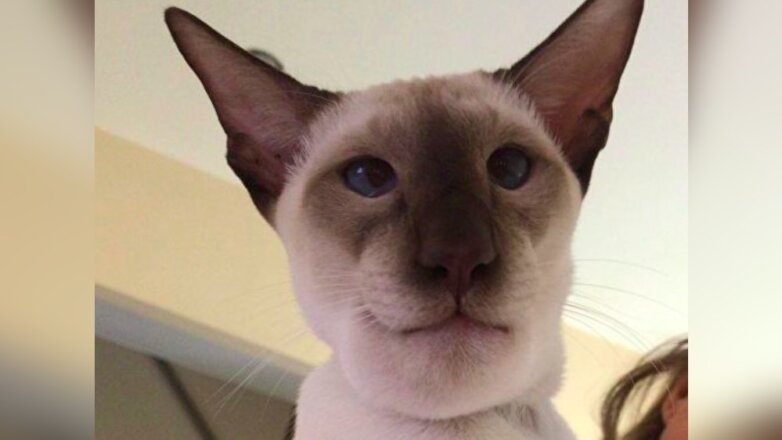 Соцсети покорило фото кота, проглотившего осу