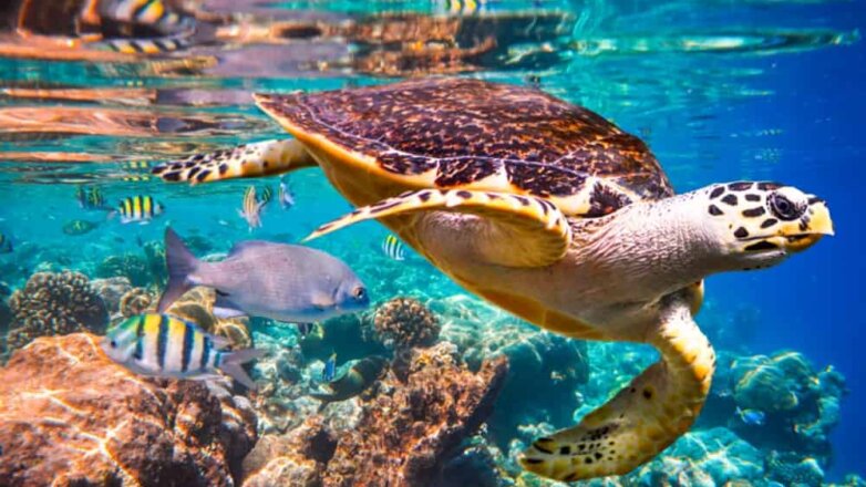 Ученые: миллиону видов животных грозит исчезновение