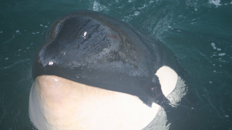 Отловщики получат 38 млн руб за доставку косаток к месту выпуска