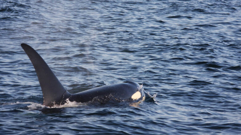 Отловщика косаток для «китовой тюрьмы» оштрафовали на 28 млн руб