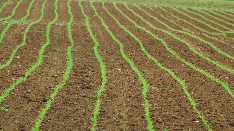 Forbes назвал самые дорогие землевладения России