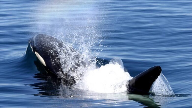 Косаток из «китовой тюрьмы» начали готовить к выпуску