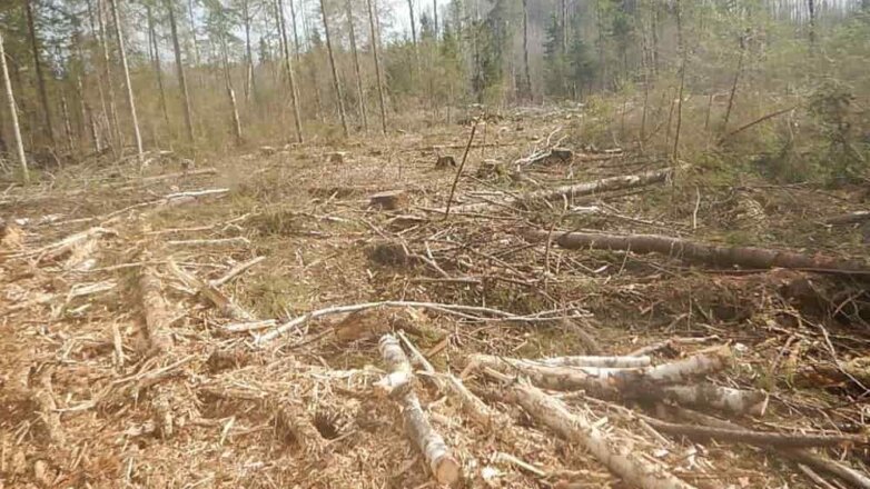 В 2020 году в России пройдут масштабные проверки в лесной отрасли