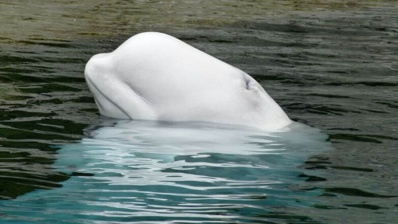 В «китовую тюрьму» начали водить экскурсии
