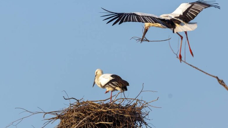 Небывалое число новых семей редкого аиста фиксируют у реки Амур