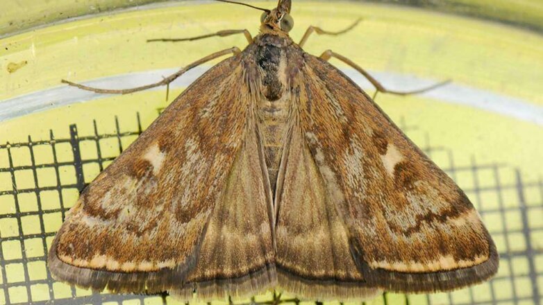 Забайкалье переживает массовое нашествие опасных мотыльков
