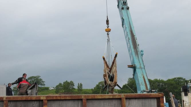 Первую партию косаток из «китовой тюрьмы» отправили к месту выпуска