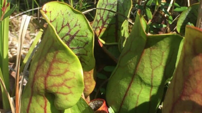 Ученые нашли в Канаде кувшинки, поедающие саламандр