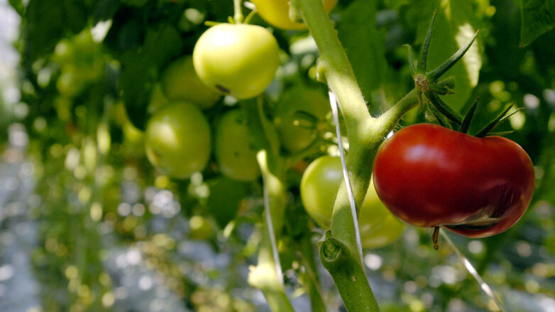 В России ждут рекордный урожай овощей