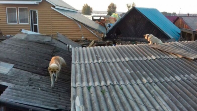 Спасение животных в затопленном Тулуне запечатлели на видео