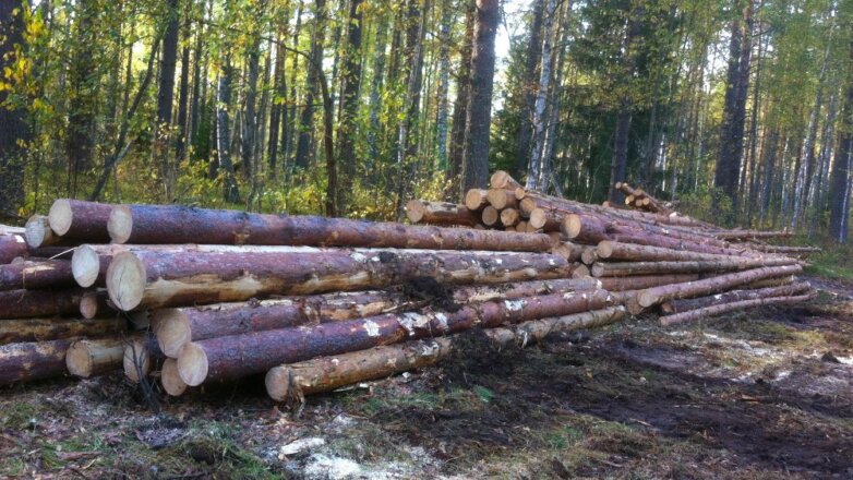 Красноярские контрабандисты вывезли древесины на 37 млн рублей