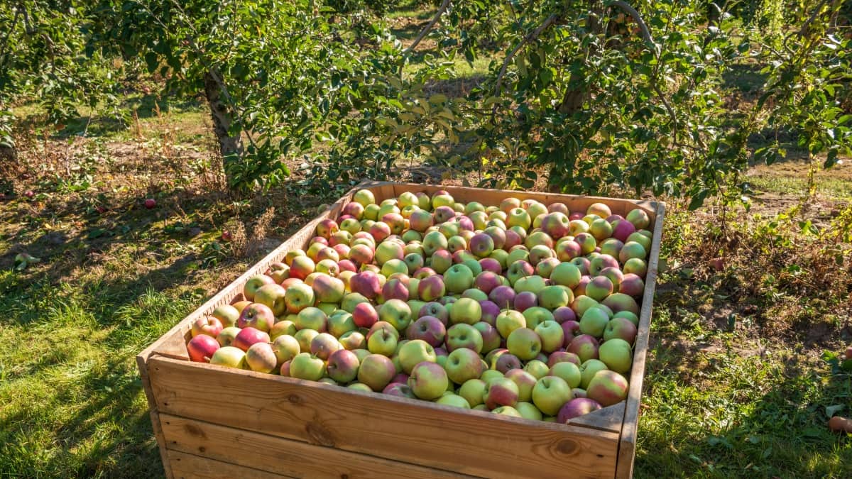 Российские садоводы предложили ограничить импорт фруктов