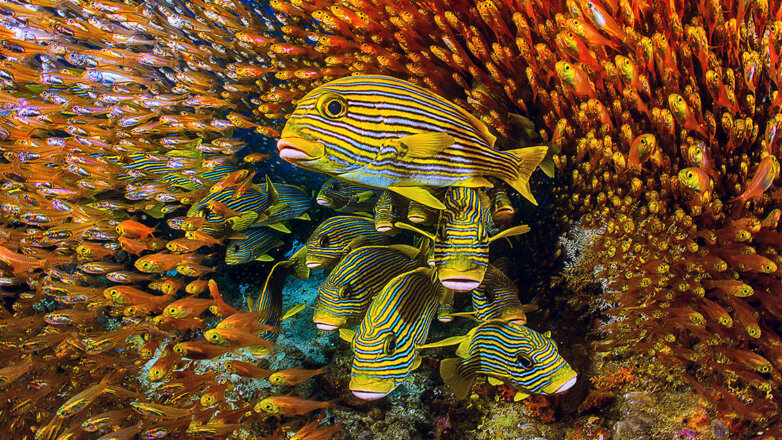 Крупнейший фестиваль дикой природы «Золотая черепаха» впервые пройдёт на ВДНХ