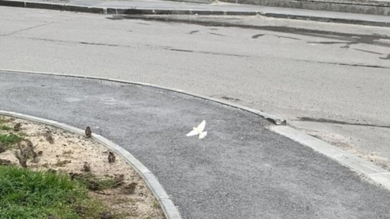 В Новом Уренгое заметили редкого белого воробья