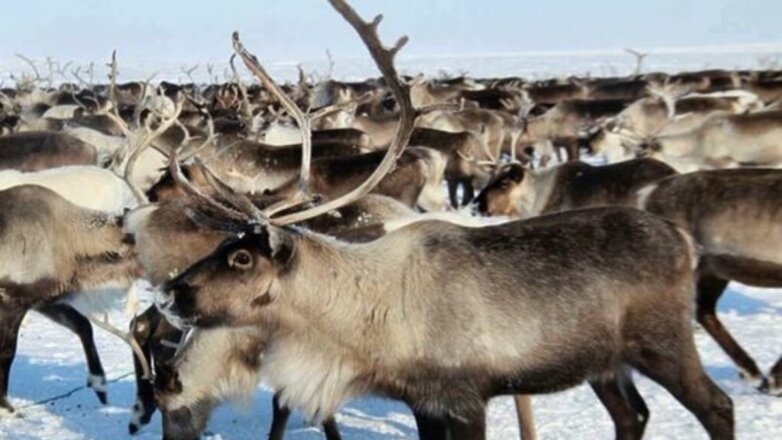 Учёные развенчали миф о прикасании к северным оленям