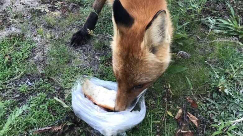 Лиса присоединилась к пикнику отдыхающих в окрестностях Салехарда