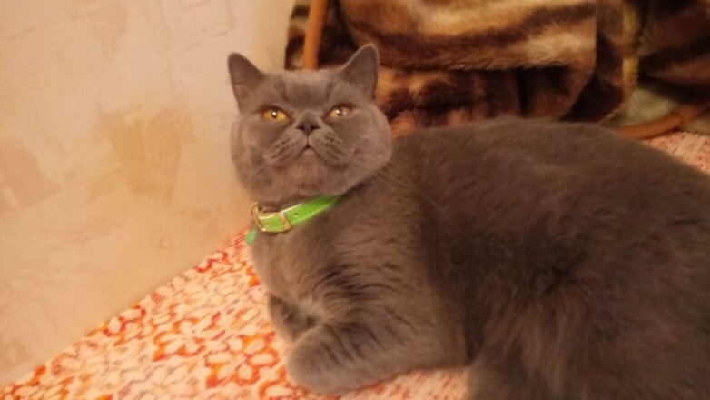 Лечащую от похмелья кошку стоимостью 15 млн рублей продают в Ростове-на-Дону