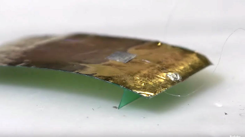 Учёные создали робота-таракана