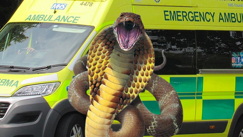 В Германии 30 человек эвакуированы из-за ядовитой змеи